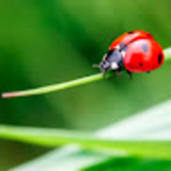 ladybugspecials